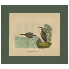 Antique Bird Print of Xantus's Murrlets Made after D.G. Elliot, 1869