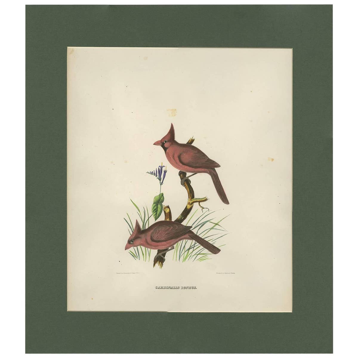 Antique Bird Print of Northern Cardinals Made After D.G. Elliot, 1869