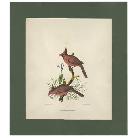 Antique Bird Print of Northern Cardinals Made After D.G. Elliot, 1869