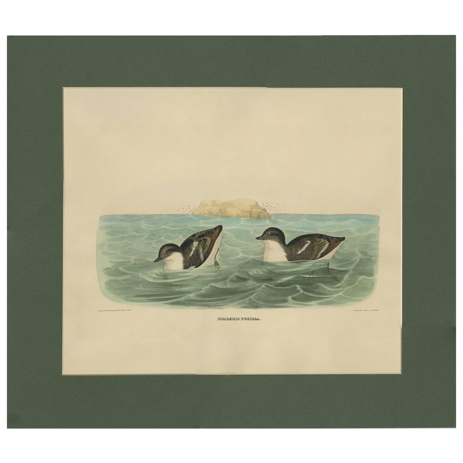 Antique Bird Print of Least Auk made after D.G. Elliot, 1869 For Sale