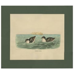 Antique Bird Print of Least Auk made after D.G. Elliot, 1869