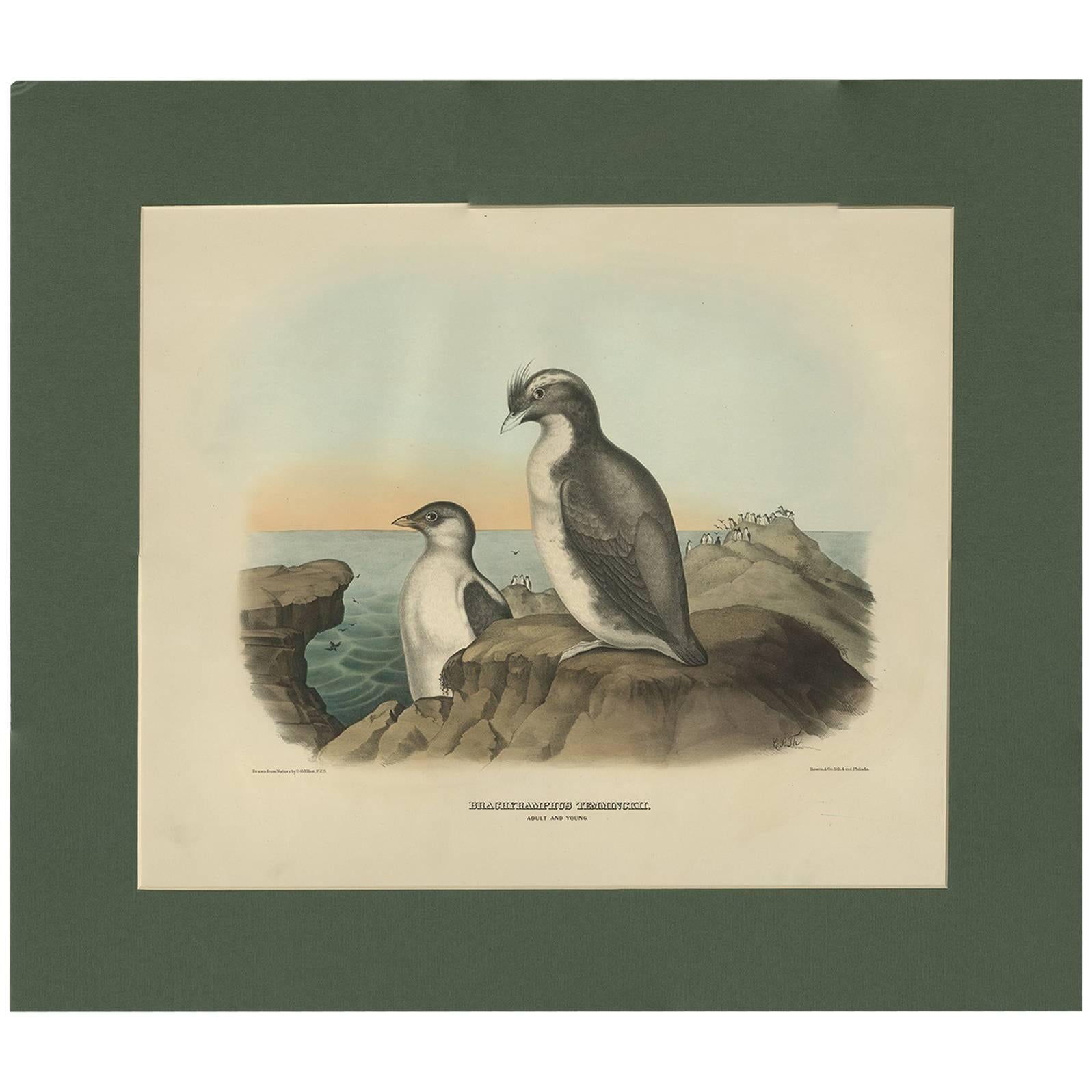 Antique Bird Print of a Young and Adult Temminck's Auk Made After D.G. Elliot
