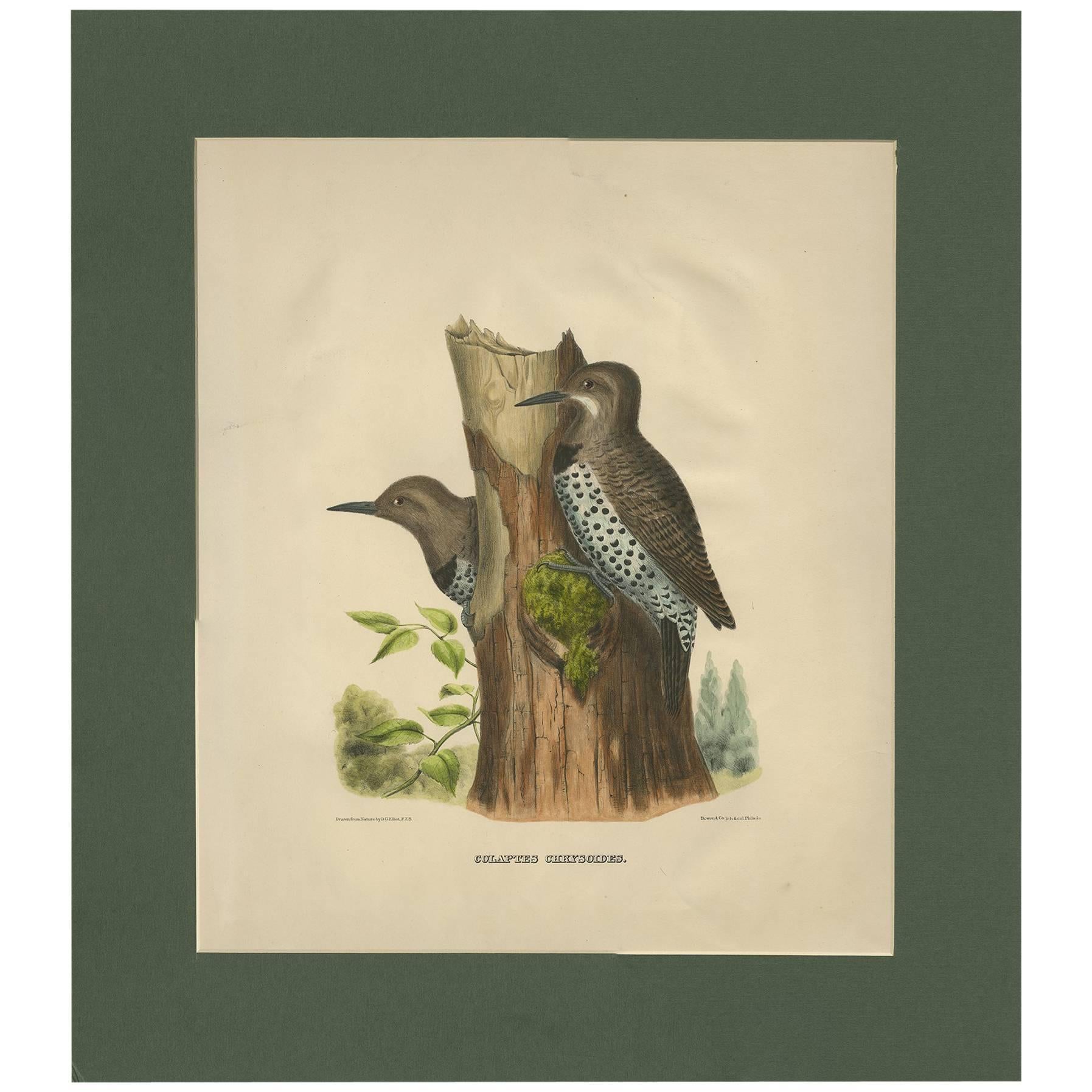 Antique Bird Print of Gilded Flickers Made After D.G. Elliot, 1869 For Sale