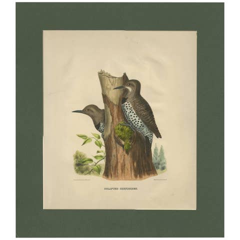 Antique Bird Print of Gilded Flickers Made After D.G. Elliot, 1869