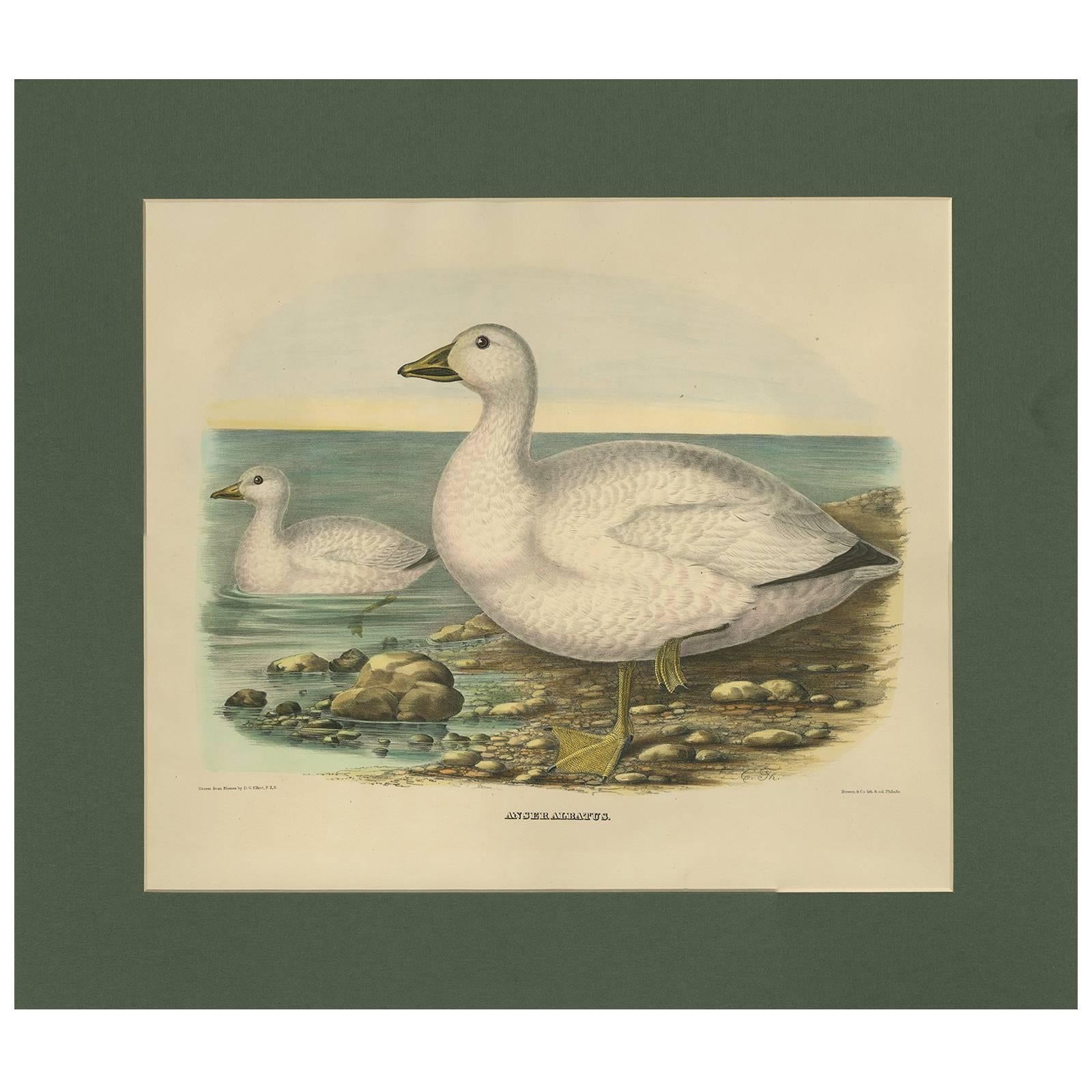 Antique Bird Print of Cassin's Snow Goose Made after D.G. Elliot, 1869 For Sale