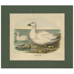 Grabado antiguo de un ganso de las nieves de Cassin realizado según D.G. Elliot, 1869