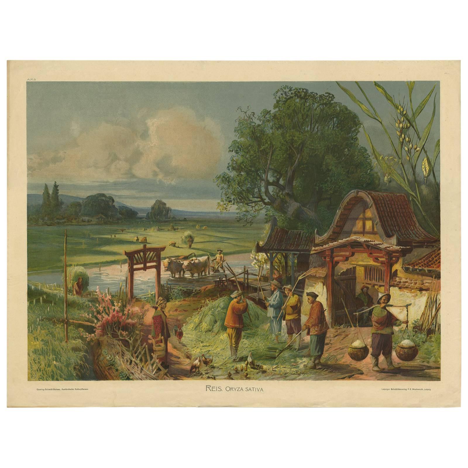 Grabado antiguo "Placa de escuela" de un arrozal por F.E. Wachsmuth, hacia 1900