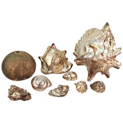 Silver Sea Shells in Varying in Shape and Size