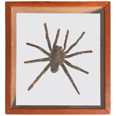 Vintage Boxed Display Tarantula Spider Taxidermy