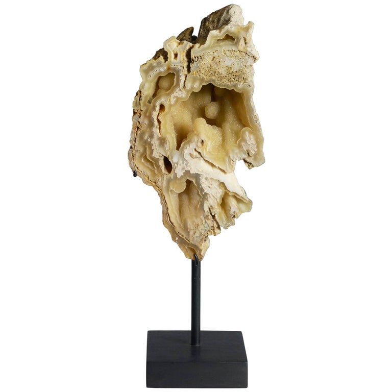 Fine Specimen of Fossilized Coral For Sale at 1stDibs
