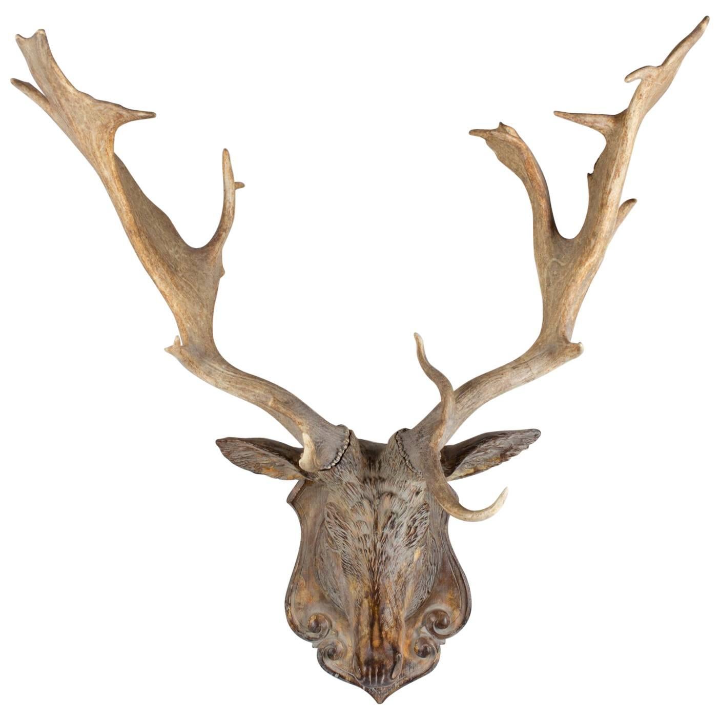 Terracotta Fallow Deer Trophy with Antique Habsburg Antlers from Austria