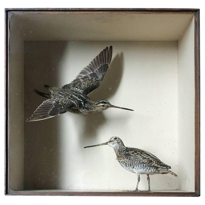 Taxidermy Pair of European Snipes by Joseph Cullingford of Durham, Dated to 1898