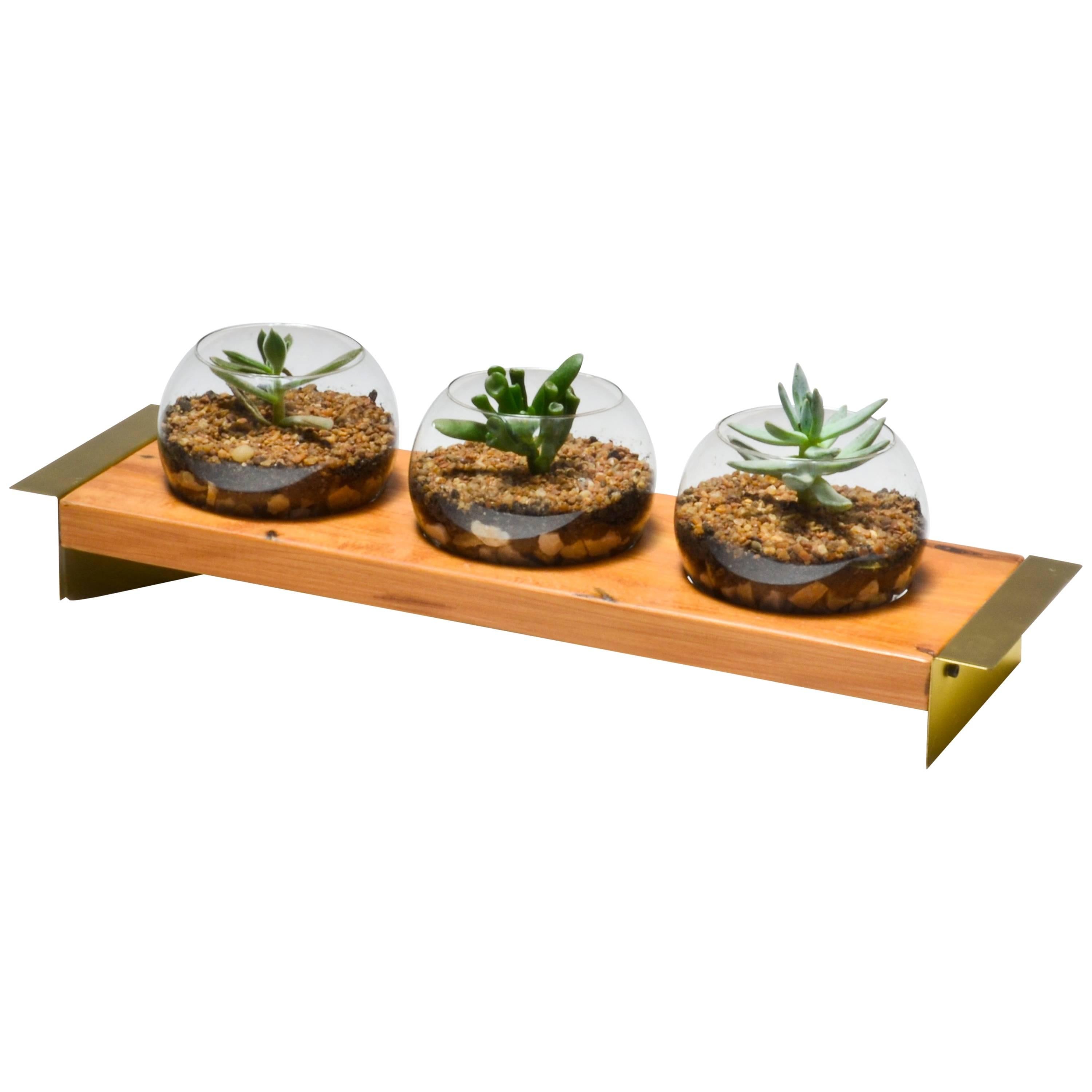Terrarium in Wood, Brass and Glass. Contemporary Design by O Formigueiro For Sale