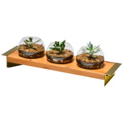 Terrarium in Wood, Brass and Glass. Contemporary Design by O Formigueiro