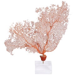 Chic Red Sea Fan Mounted on Lucite