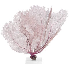 Two Purple Sea Fans Mounted on a Lucite Base