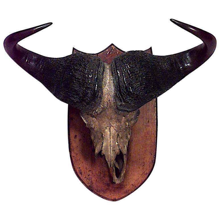 Rustic Water Buffalo Skull Taxidermy