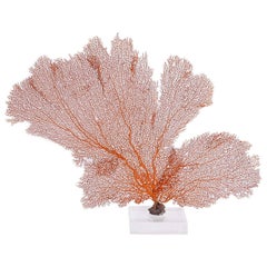 Natural Orange Sea Fan Specimen Mounted on Lucite