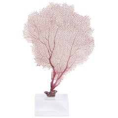 Charming Purple Sea Fan Mounted on Lucite