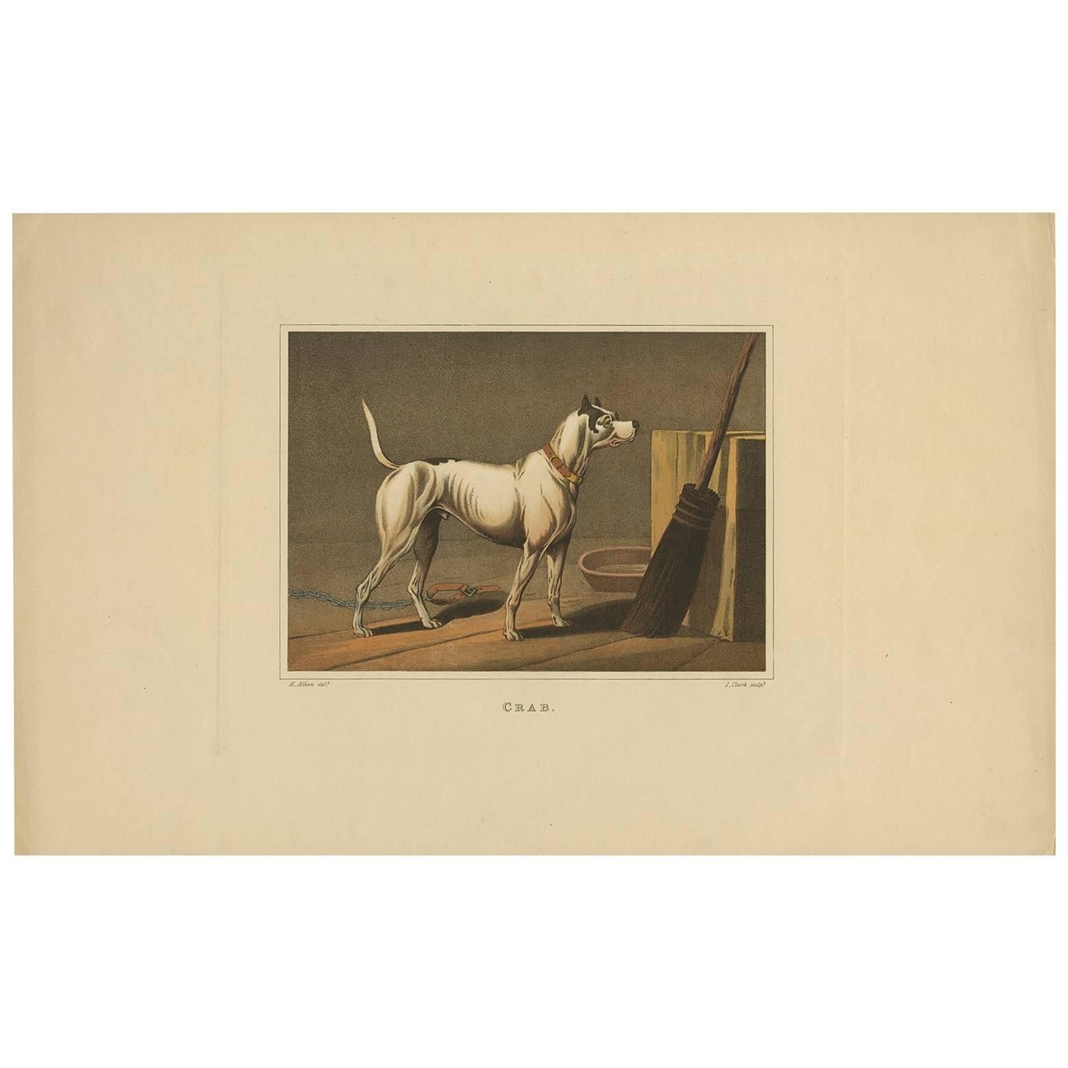 Acquatinta antica di un cane di nome 'Crab' di J. Clark, 1820 ca.