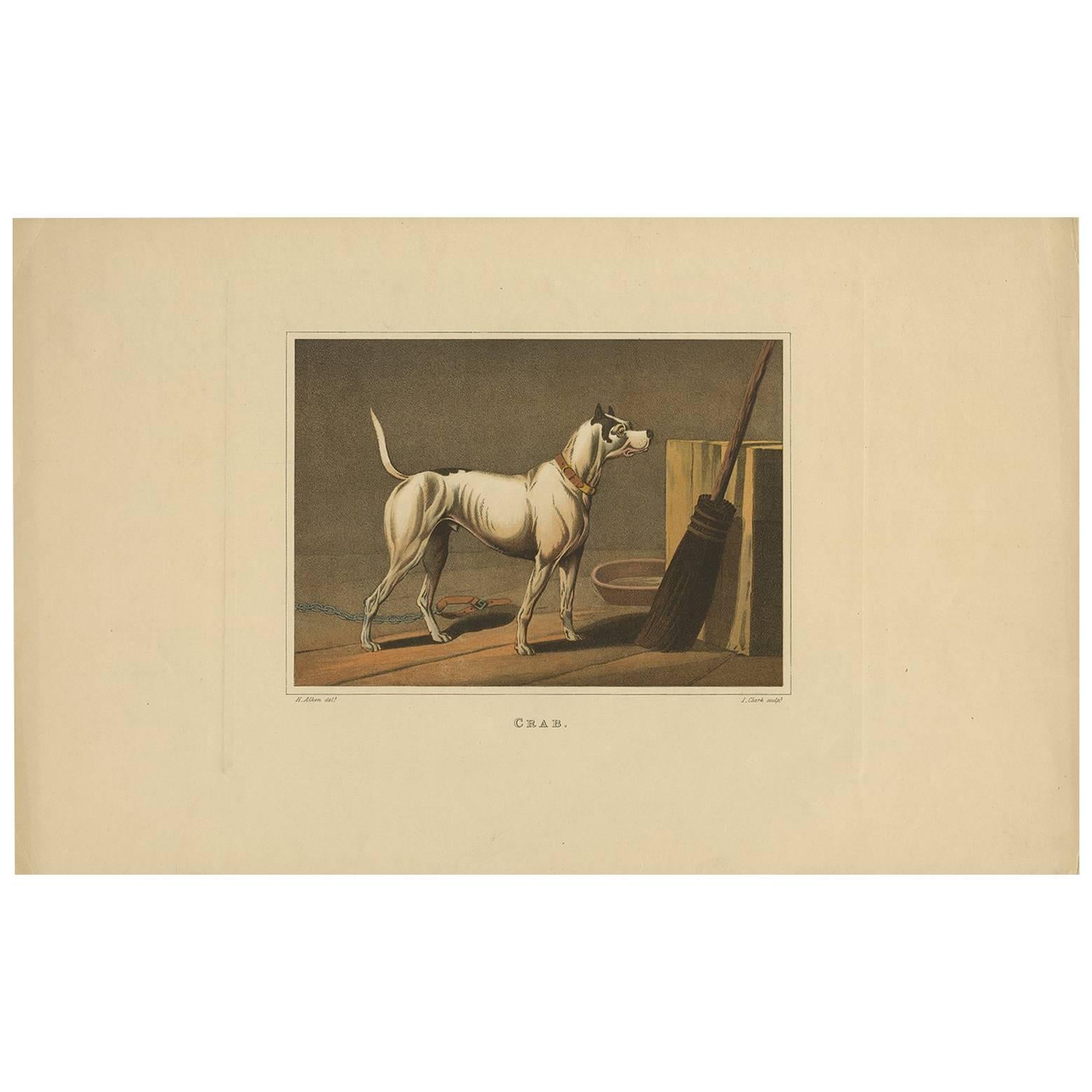 Antique Aquatint of a Dog named 'Crab' by J. Clark, circa 1820 For Sale