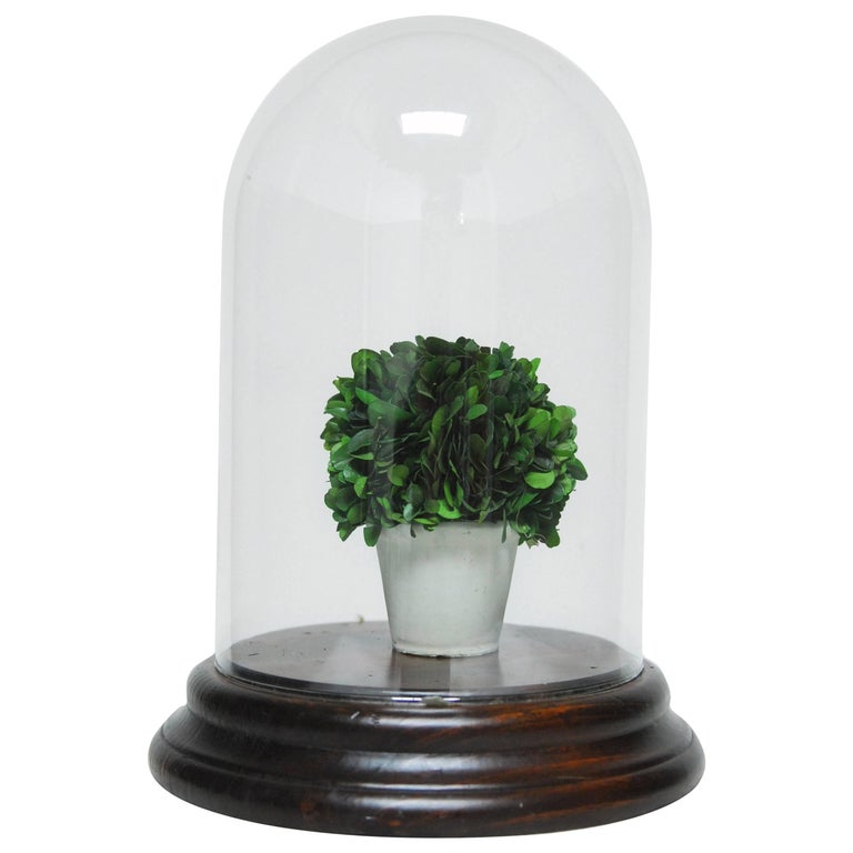 Large Glass Cloche Dome Bell Jar with Mahogany Base For Sale at 1stdibs