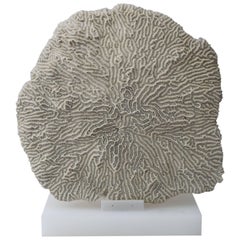 White Specimen Brain Coral