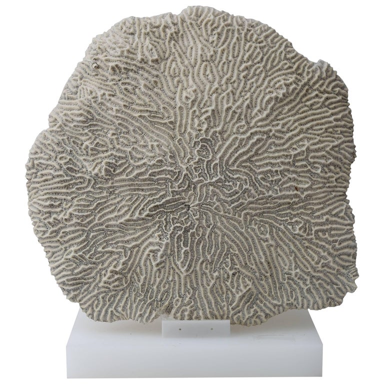 White Specimen Brain Coral at 1stDibs