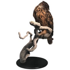 Very Large Taxidermy Eurasian Eagle-Owl Mounted on a Black Base and Drift Wood