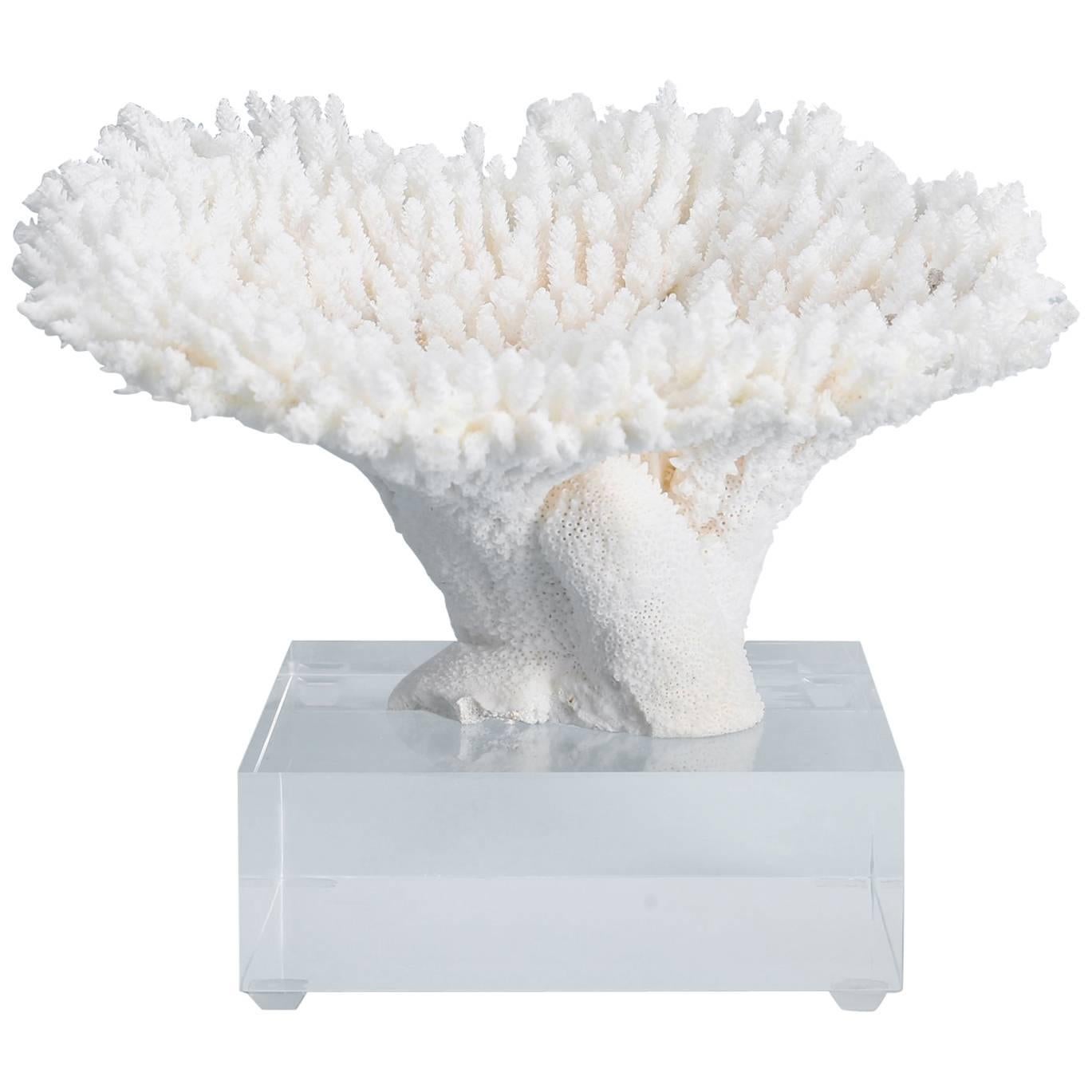 Table Coral Specimen on a Lucite Base