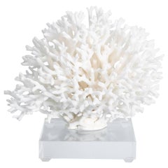 White Birdsnest Coral on Lucite