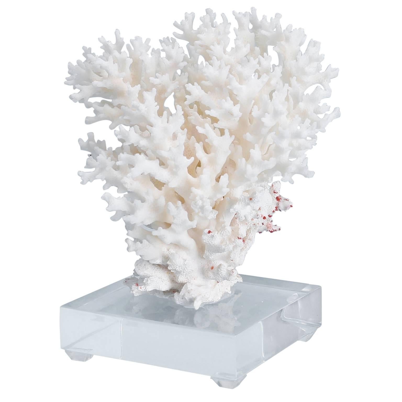 Lace Coral on Lucite Base