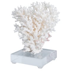 Lace Coral on Lucite Base