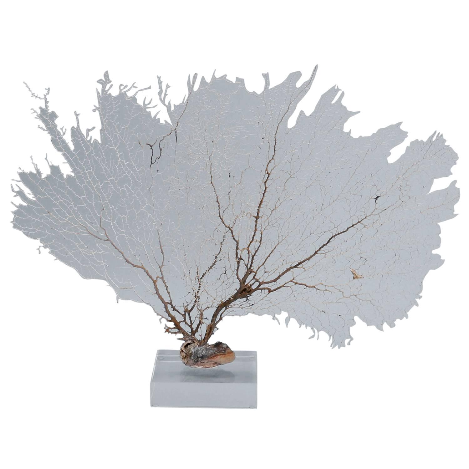 Off-White Sea Fan Mounted on Lucite