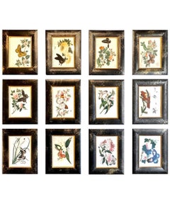 Chinese Export Butterfly Pith Paintings, Complete Set of 12