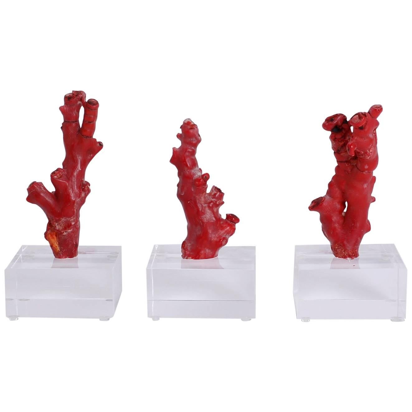 Three Red Coral Specimens Mounted on Lucite, Priced Individually