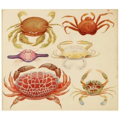 Late 19th Century Watercolor of Crabs