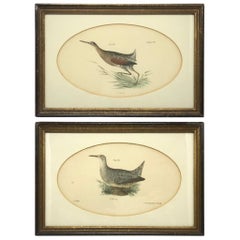 Pair American Hand-Colored Bird Lithographs 