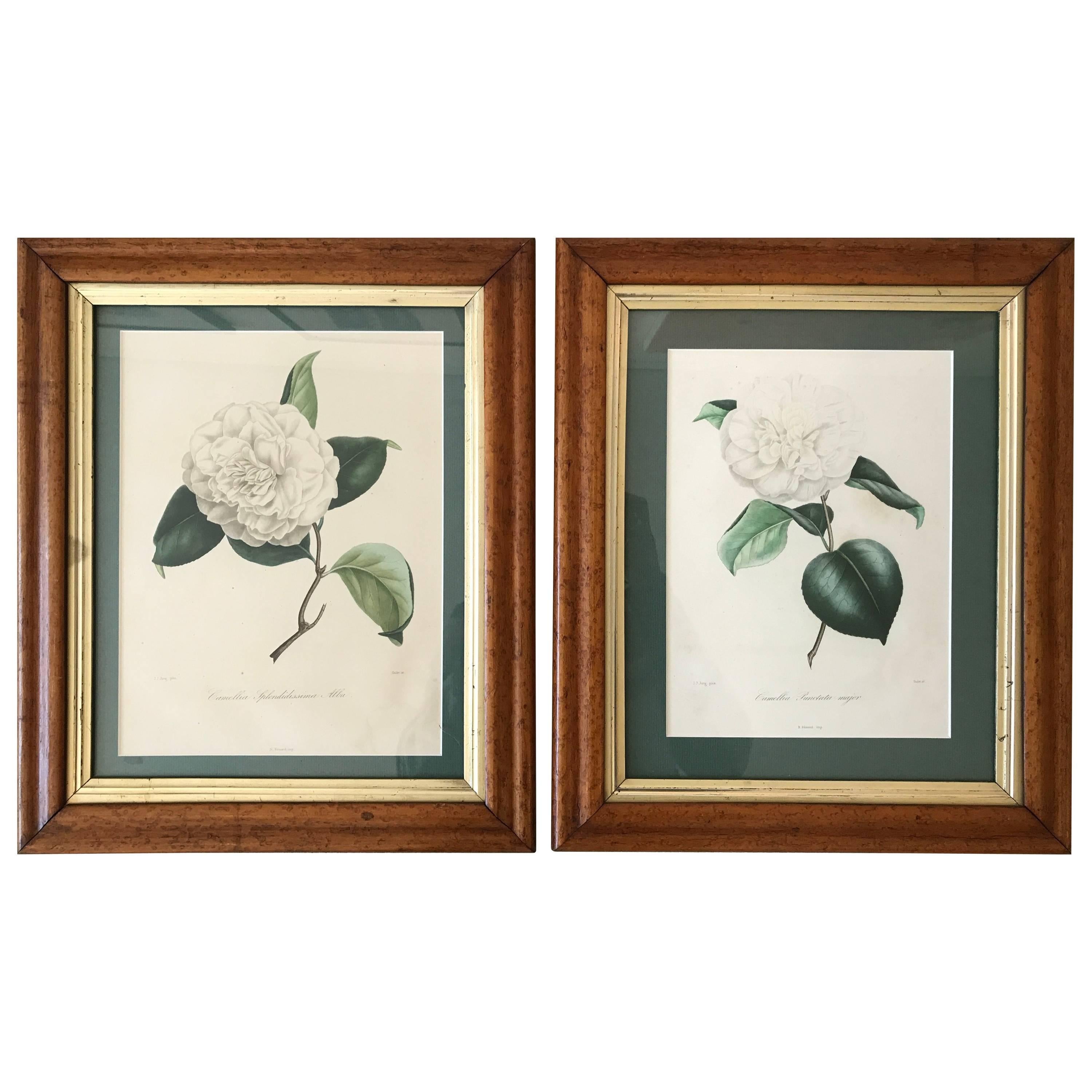 Two N. Remond Botanical Prints in Tiger Maple Frames, 19th Century For Sale