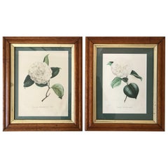 Two N. Remond Botanical Prints in Tiger Maple Frames, 19th Century