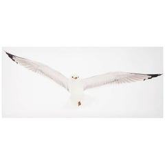 Seagull-Fotografie des 21. Jahrhunderts von Janet Mesic-Mackie
