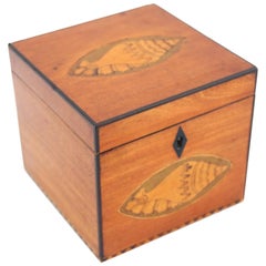 19th Century Satinwood Tea Caddy with Conch Shell Inlay