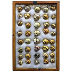 Vinatge Shell Collection In Custom Yellow Frame
