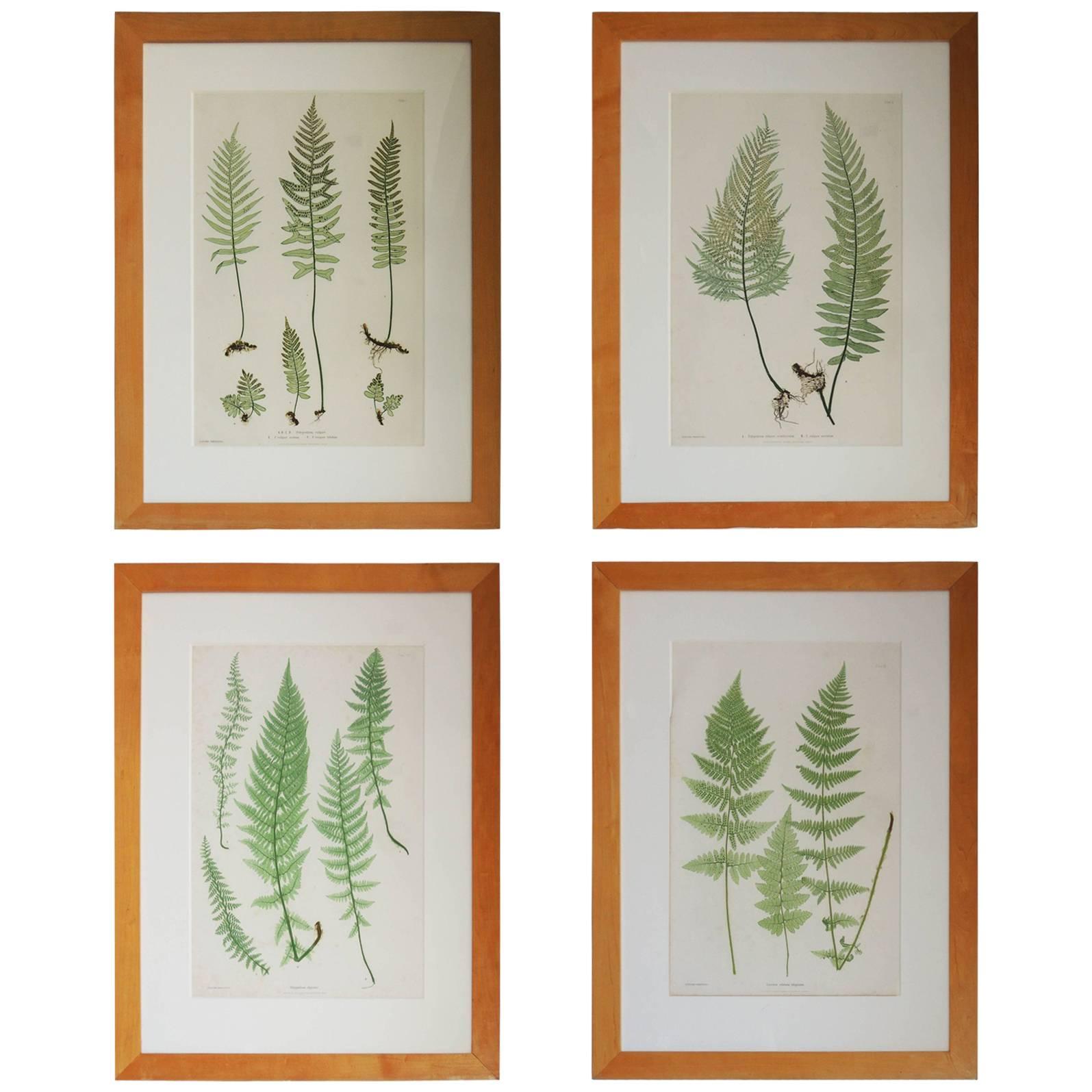 Set of Four Fern Botanical Engravings by Bradbury and Evans For Sale
