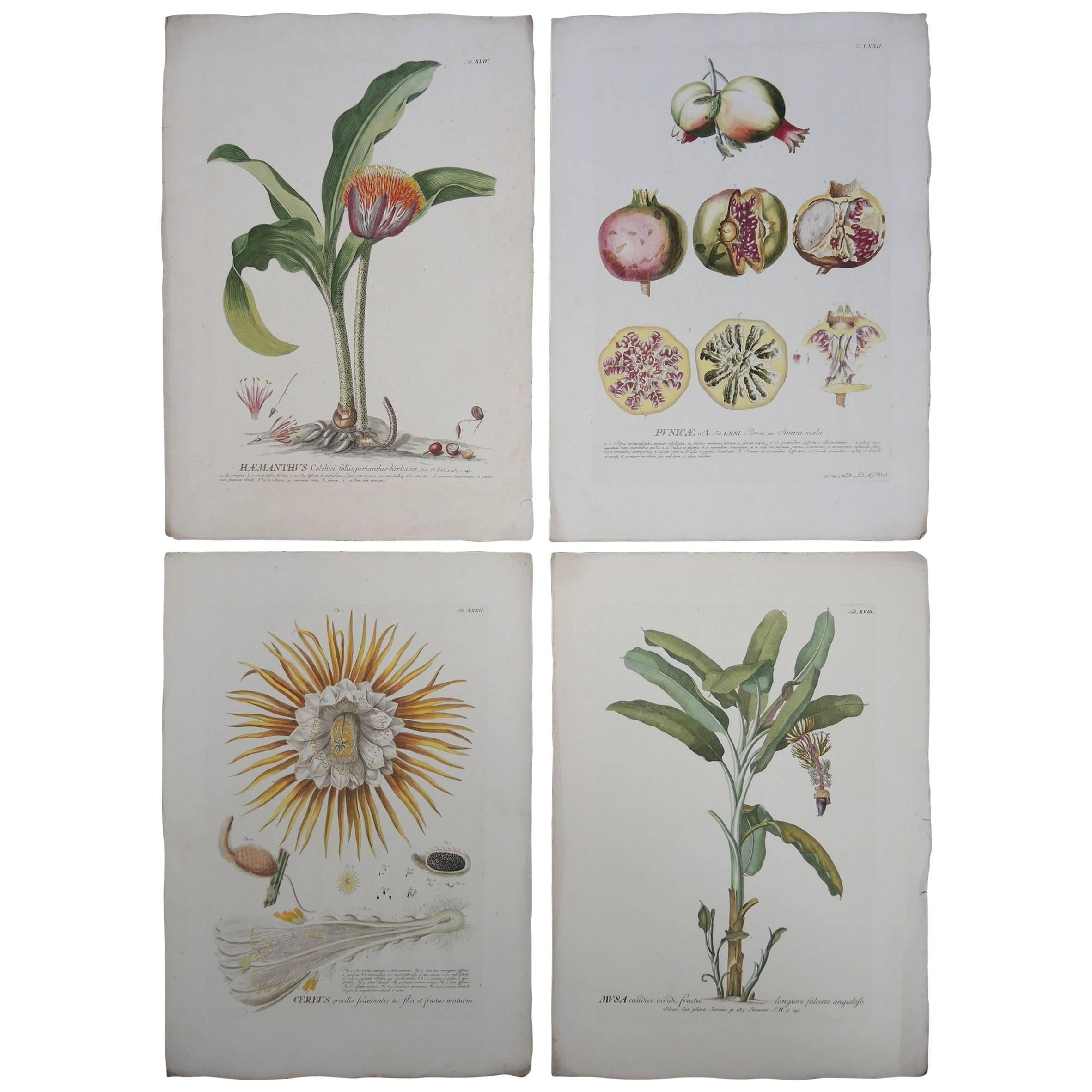 Four 19th Century French Hand Colored Botanical Engravings of Exotic Flora For Sale