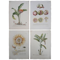 Four 19th Century French Hand Colored Botanical Engravings of Exotic Flora