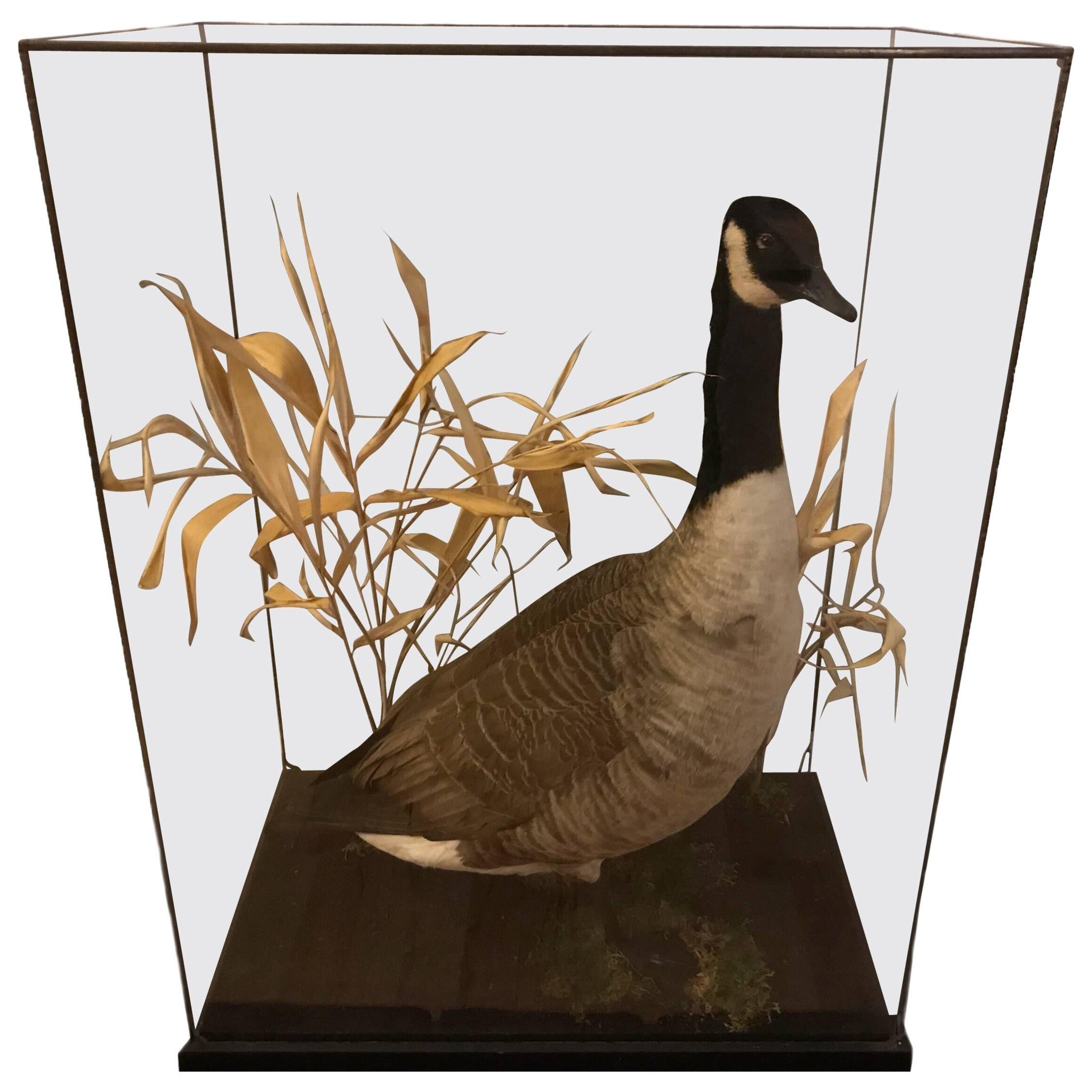 Taxidermy Canadian Goose in a Glass Case, Pre 1947, Cites For Sale