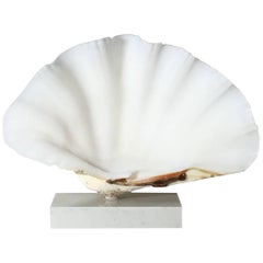 Mounted Natural Clamshell