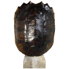 Genuine Turtle Shell Mounted on a Coral Base