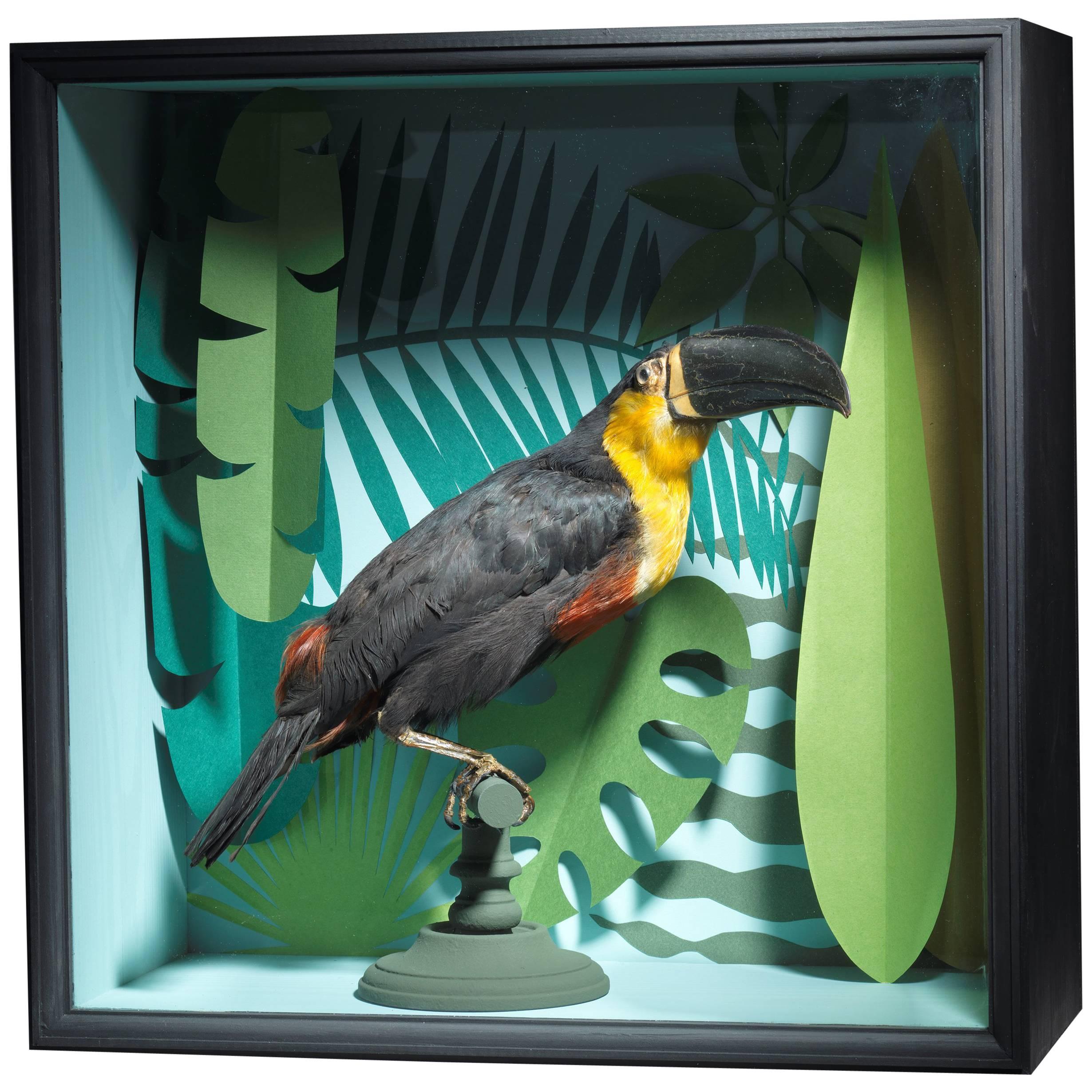 Taxidermy Toucan Mounted in Designer Display Case
